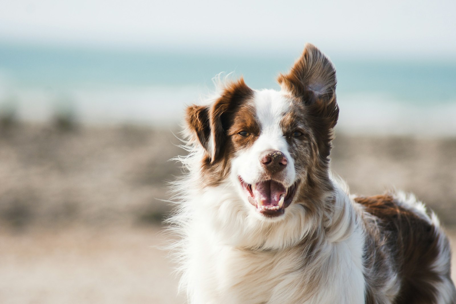 Ein glücklicher Hund, Tierarztpraxis Pfötchen