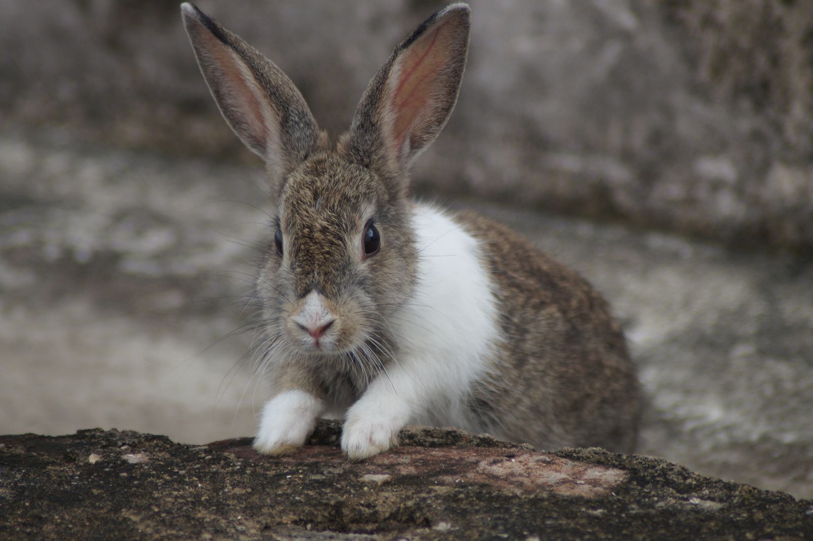 Kaninchen auf einer Baumwurzel