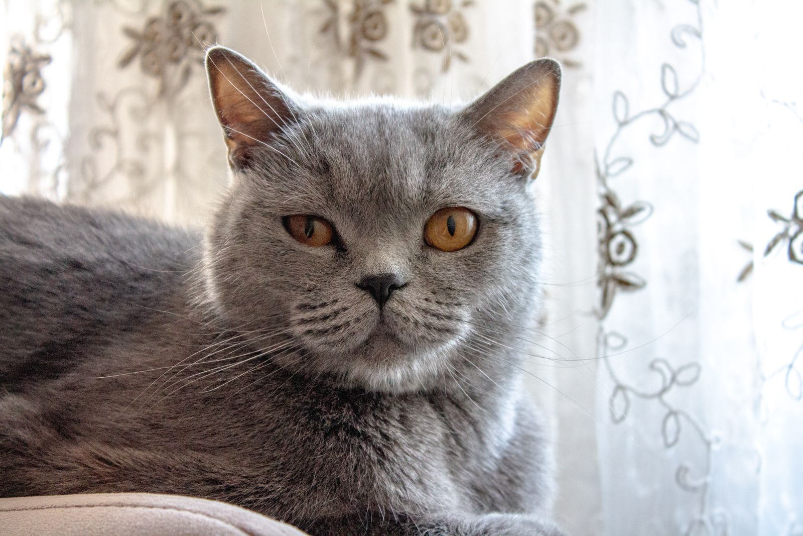 Britisch-Kurzhaar-Katze